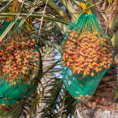 Beg Sawit Kurma Untuk Dijual